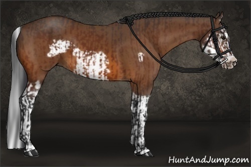 Horse Color:Bay Splash Frame  and Bay Splash Frame 
