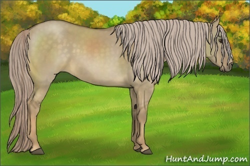 Horse Color:Chocolate Palomino Dun