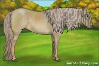 Horse Color:Chocolate Palomino Dun 