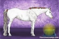 Horse Color:White Spotted Grullo Snowcap Rabicano and White Spotted Grullo Splash Snowcap Rabicano