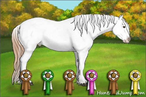 Horse Color:Chestnut Appaloosa 