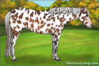 Horse Color:Bay Appaloosa 