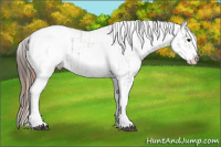 Horse Color:White Spotted Grullo Appaloosa Rabicano and White Spotted Grullo Appaloosa Rabicano