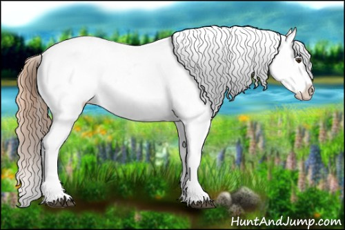 Horse Color:Chestnut Appaloosa 