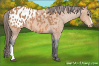Horse Color:Bay Appaloosa 