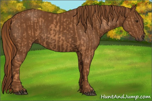 Horse Color:Chestnut and Gray Chestnut