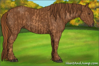 Horse Color:Chestnut  and Gray Chestnut 