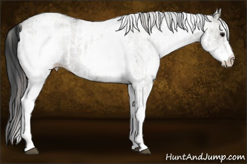 Horse Color:White Spotted Grullo Appaloosa Rabicano and Gray White Spotted Grullo Appaloosa Rabicano