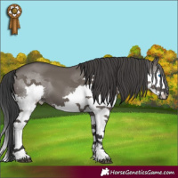 Horse Color:Grullo Splash 