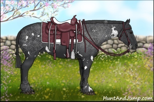 Horse Color:White Spotted Black
