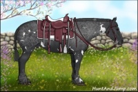 Horse Color:White Spotted Black