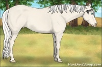 Horse Color:Cremello 