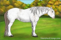 Horse Color:White Spotted Grullo Appaloosa Rabicano  and White Spotted Brown Dun Appaloosa Rabicano 