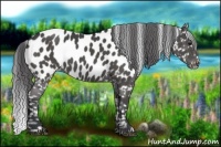 Horse Color:Black Appaloosa 