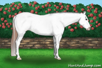Horse Color:White Spotted Grullo Appaloosa Rabicano and White Spotted Grullo Appaloosa Rabicano