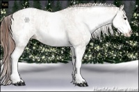 Horse Color:White Spotted Grullo Appaloosa Rabicano  and White Spotted Classic Champagne Dun Appaloosa Rabicano 
