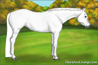 Horse Color:Gray Black 