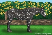 Horse Color:Liver Chestnut Appaloosa 