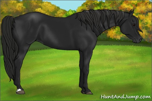 Horse Color:Gray Black 