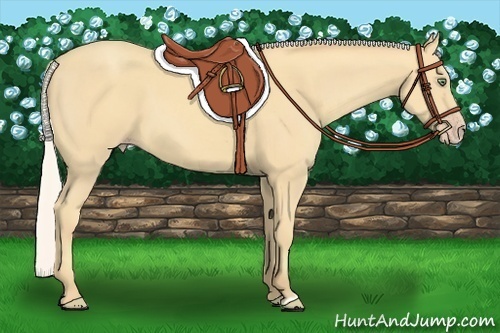 Horse Color:Silver Amber Cream Champagne