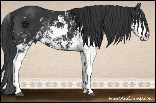 Horse Color:Black Sabino Rabicano