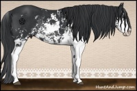 Horse Color:Black Sabino Rabicano 