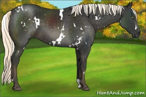 Horse Color:White Spotted Liver Chestnut 