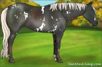 Horse Color:White Spotted Liver Chestnut 