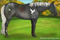 Horse Color:White Spotted Liver Chestnut 