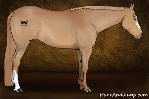 Horse Color:Chestnut 