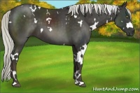 Horse Color:White Spotted Liver Chestnut
