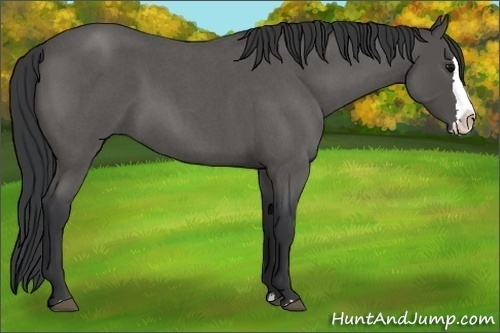Horse Color:Blue Roan Splash 