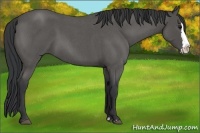 Horse Color:Blue Roan Splash 