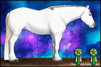 Horse Color:Chestnut Appaloosa 