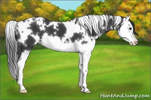Horse Color:White Spotted Black Splash 