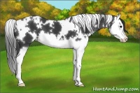 Horse Color:White Spotted Black Splash 