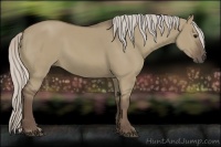 Horse Color:Silver Grullo 