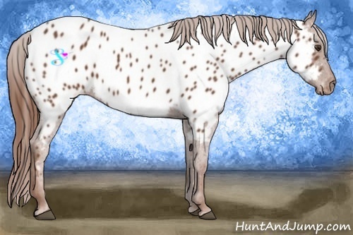 Horse Color:Chestnut Near Leopard 