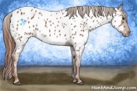 Horse Color:Chestnut Near Leopard 