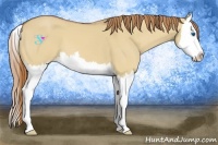 Horse Color:Red Dun Splash 