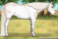 Horse Color:Palomino Pearl Splash Frame