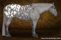 Horse Color:Grullo Appaloosa 