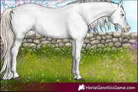 Horse Color:Chocolate Palomino Dun Tobiano Appaloosa 