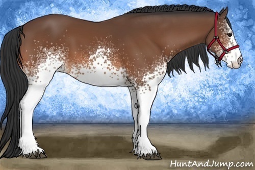Horse Color:White Spotted Bay 