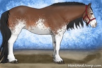 Horse Color:White Spotted Bay