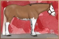 Horse Color:Chestnut Splash 