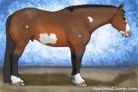 Horse Color:Bay Frame 