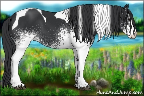 Horse Color:White Spotted Black Tobiano 