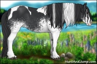 Horse Color:White Spotted Black Tobiano