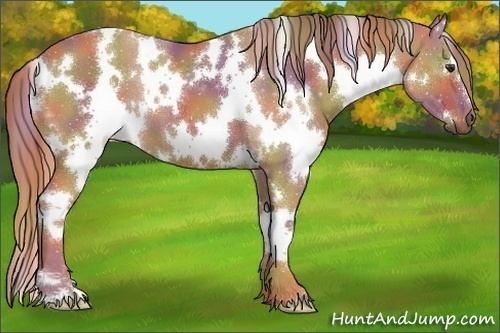 Horse Color:Nacre White Spotted Chestnut 